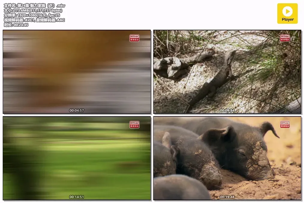 【动物童萌 / Baby Animals】(2015) 粤英双语 1080P 高分自然治愈纪录片全集下载